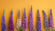 Gradient Lupin Flowers on Vibrant Yellow Background