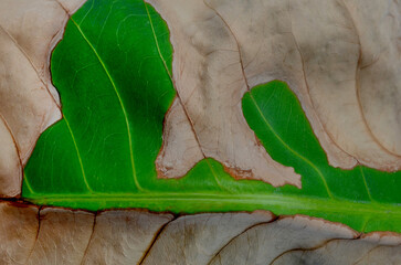 abstract background of old and dry water guava leaves with rough green and brown fibers. partially dry leaf surface