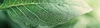 © Vodkaz - leaf veins complicated organization of veins on a clear leaf