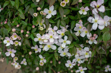 Wall Mural - Clematis montana flowers