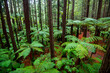 Redwoods Whakarewarewa Forest - Rotorua - New Zealand