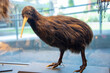 Taxidermy Kiwi Bird - New Zealand