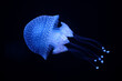 Tropical Jellyfish Phyllorhiza punctata white-spotted jellyfish aka floating bell, Australian spotted jellyfish underwater