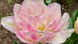 Fototapeta  - Close up shot of a light pink and white tulip