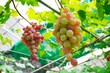 山梨県の葡萄園で実っていた葡萄。