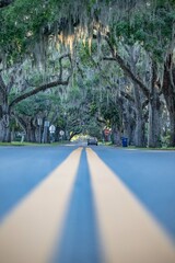 Wall Mural - road lined with oak trees