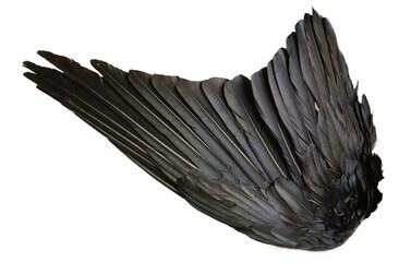 texture of black feathers of a raven wing isolated.