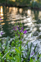 Canvas Print - crystal river, florida