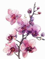 Sticker - Orchid Flower Illustration with Sublimation