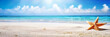 Starfish on sandy tropical beach. Sunny sky with turquoise water in background. Panoramic banner with copy space