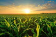 top view of corn field with sunset background, landscape, natural farm