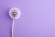 dandelion on purple background, flower for wallpaper