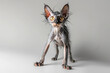 Funny Lykoi cat on gray ackground