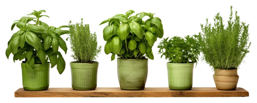 PNG  Potted green herbs plant arrangement houseplant.