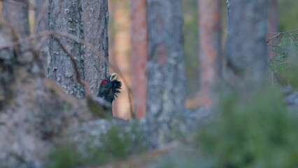 Male western capercaillie roost on lek site in lekking season close up in pine forest morning light