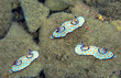Vivid color patterns in beautiful shield slugs or snails that belong to Nudibranchia molluscs inhabiting coastal areas of the Red Sea, Sinai, Eilat, Aqaba