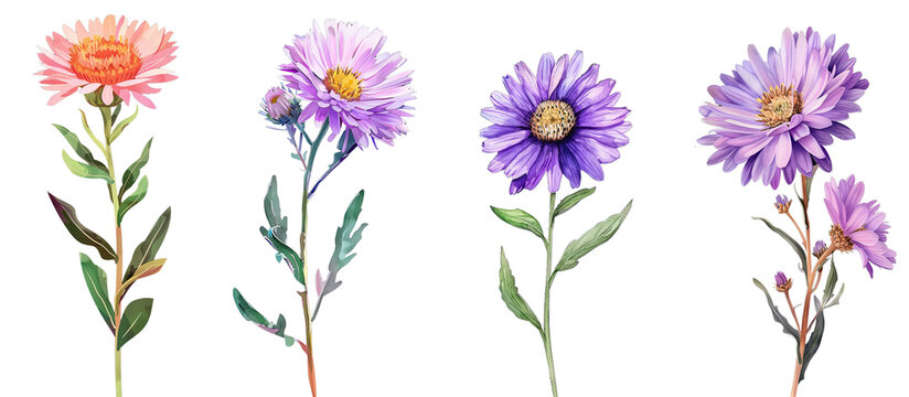 Collection of Aster flower single stem clipart watercolor isolated on transparent or white backgroud png cutout clipping path