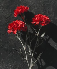 Wall Mural - Red carnations on black background