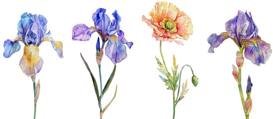 Wall Mural - Collection of Iris flower single stem clipart watercolor isolated on transparent or white backgroud png cutout clipping path