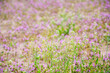 春の野に咲くペンペン草