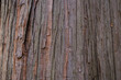 ヒヨクヒバの樹皮