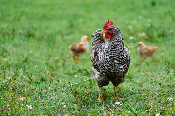 Free range organic agrarian hen with chick baby feeding chickens in a green field with sun in summer. The concept of natural content.