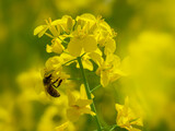 Fototapeta Tęcza - Kwitnienie rzepaku. Pszczoła.