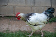 Black and white fancy chicken in chicken farm