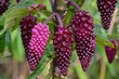 Toxic Phytolacca Plant with Ripe Purple Berries: A Herbaceous Flora with Poisonous Properties -