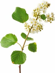 Wall Mural - A leafy branch with white flowers on it. The branch is green and has a few brown spots
