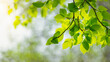 Spring background, green tree leaves on blurred background. Generative Ai