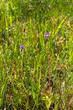 Flowering Butterwort flowers on a wet meadow
