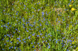 Flowering Germander speedwell flowers on a meadow