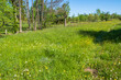 Blooming meadow landscape at the summer
