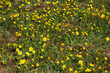 Flowering meadow buttercups on the ground
