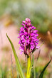Flowering Early marsh orchid in early summer