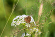 Summer flower with a Ringlet butterfly in a meadow