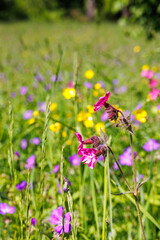 Wall Mural - Clammy campion flowers a sunny summer day