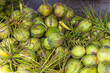 Harvest of green coconut nuts as background