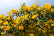 Beautiful yellow flowers on a tree in the tropics