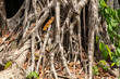 Large roots on a tropical tree in nature
