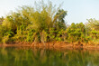 Trees and nature on the banks of the River Kwai in Thailand