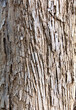 Bark on a tree as an abstract background. Texture