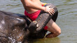 An elephant holds a man's trunk in the water