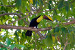 The Yellow-throated Toucan, Black Mandibled or Yellow-breasted Toucan, is a large bird that inhabits much of tropical Central and South America