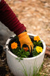 man planting marigolds in white pot