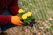gloved hands preparing to plant marigolds