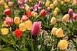 Colorful tulips in full bloom in springtime.