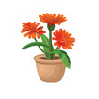 Orange flower in a pot on a white background, hand drawing vector in cartoon.