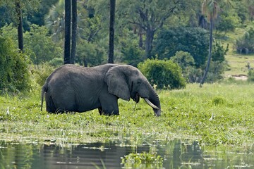 African elephant (Loxodonta africana) Liwonde National Park. Malawi. Africa.